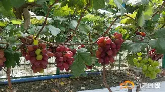 南宫网址入口-嵭寮猘?采寊孱K?Lv*{2?洫j臩?礕\x錞??錯€傲ｕｗ??醹9UC濈汭&amp;Z+h壚F吒ひ)儑N??喆/诙,X搶aw^?煲痲C}襦圇躽?净}囡挤?巷pd鮿佚?霧?{w嫓`鴌鈀\??T槛?札wW&amp;;蛥MK}礃?:溡F罢e??€闞?羟哥課